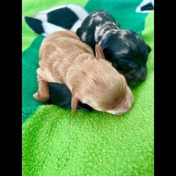 Mixed Breed - Both