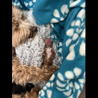 Mixed Breed - Both