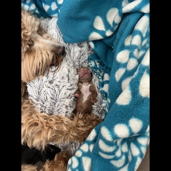 Mixed Breed - Both
