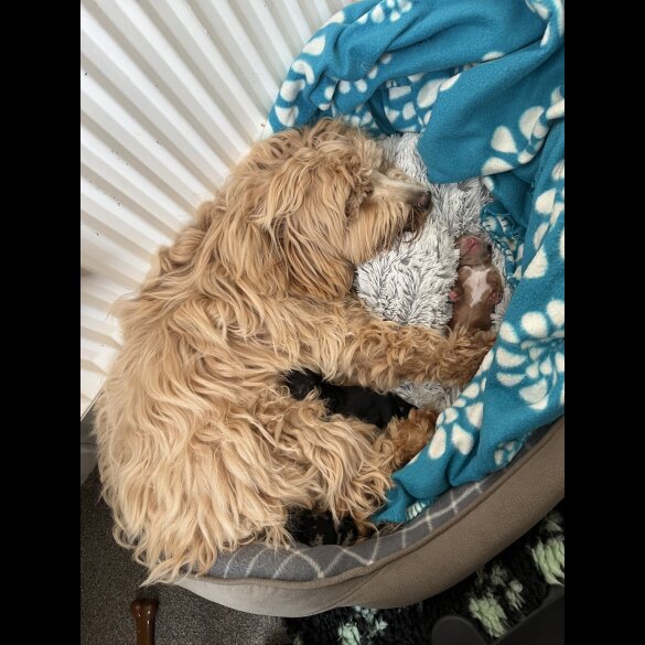 Mixed Breed - Both