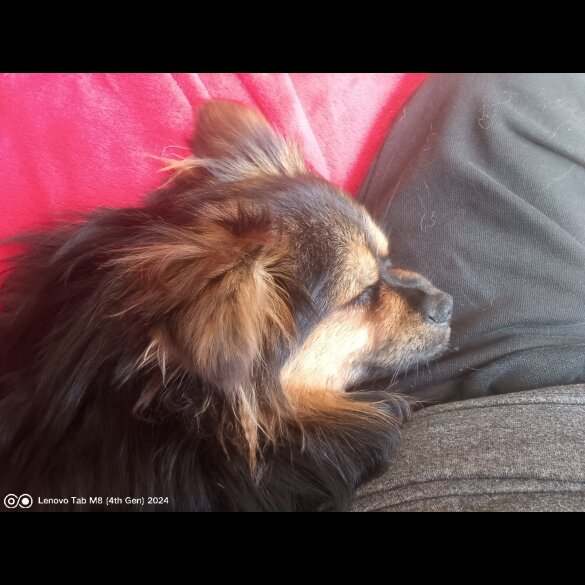 Tibetan Mastiff