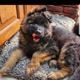 German Shepherd (Alsatian) - Both