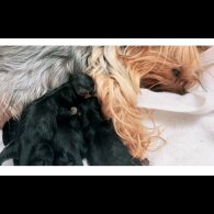 Yorkshire Terrier - Both