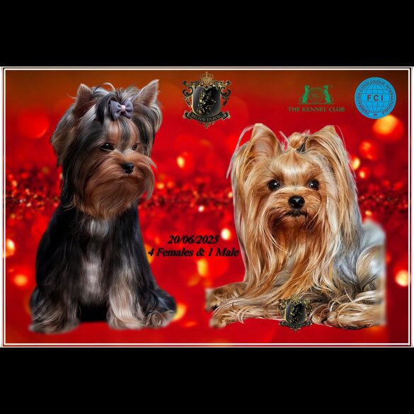 Yorkshire Terrier - Both