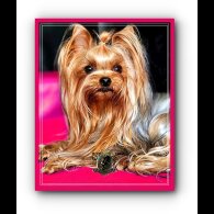 Yorkshire Terrier - Both