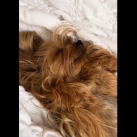 Yorkshire Terrier - Both