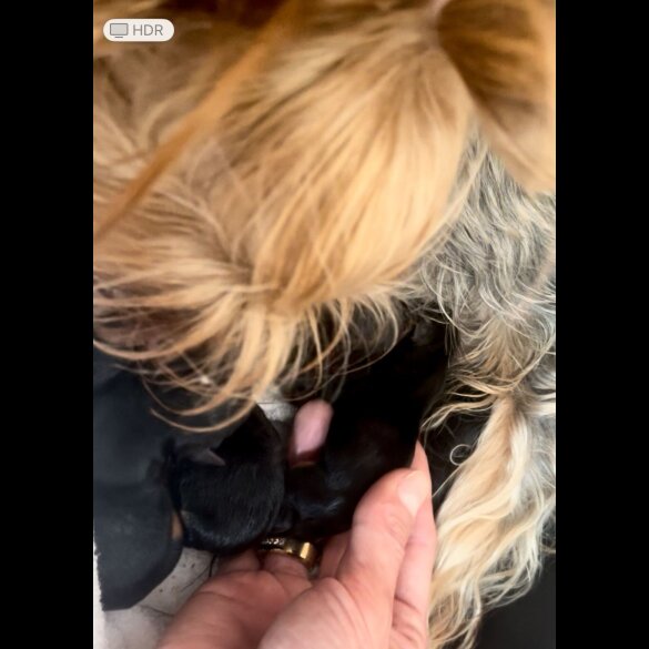 Yorkshire Terrier - Both