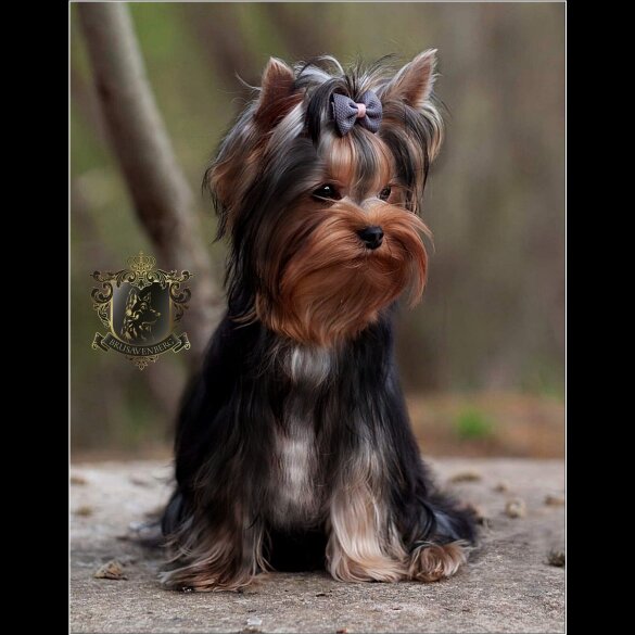 Yorkshire Terrier - Both