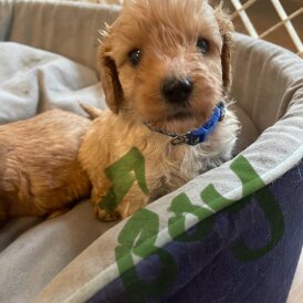 Cavapoo - Both