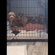 Cockapoo - Both