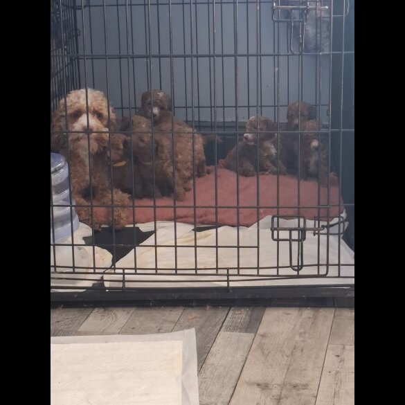 Cockapoo - Both