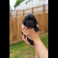Cockapoo - Both