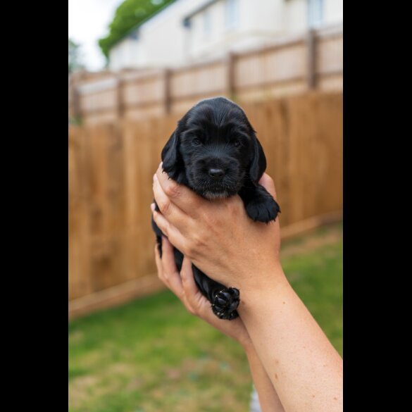 Cockapoo - Both