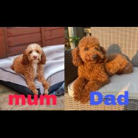 Cockapoo - Both
