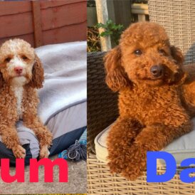 Cockapoo - Both
