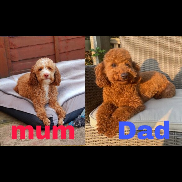 Cockapoo - Both