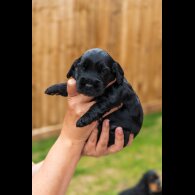 Cockapoo - Both