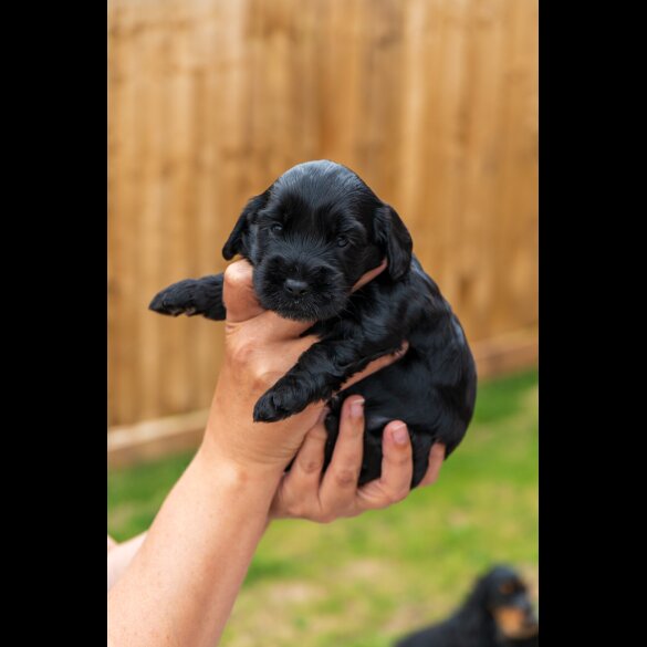 Cockapoo - Both