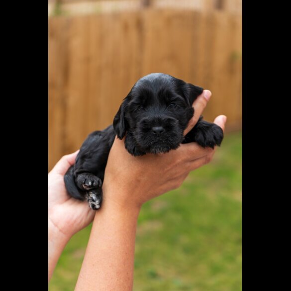 Cockapoo - Both