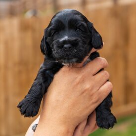 Cockapoo - Both