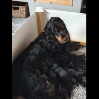 Cockapoo - Both