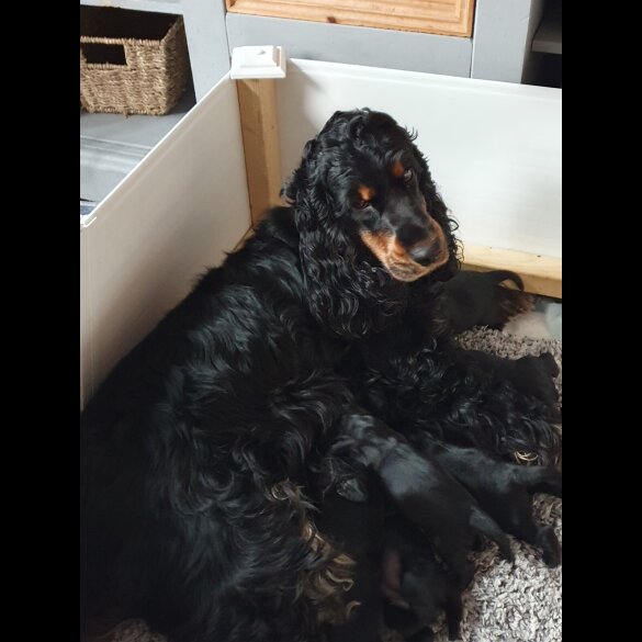 Cockapoo - Both
