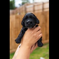Cockapoo - Both
