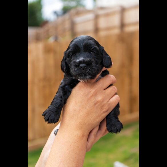 Cockapoo - Both