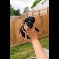 Cockapoo - Both