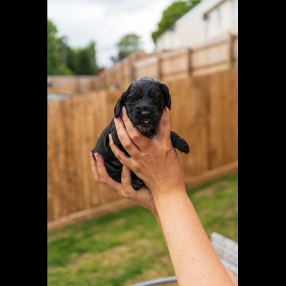 Cockapoo - Both