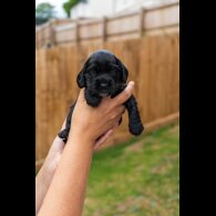 Cockapoo - Both