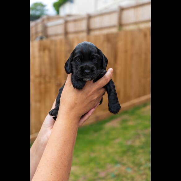 Cockapoo - Both