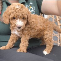 Cockapoo - Both