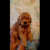 Toy Poodle - Both