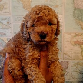 Toy Poodle - Both