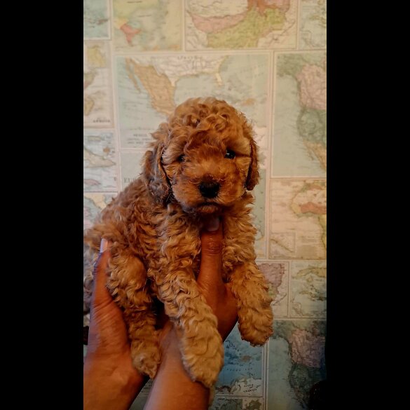 Toy Poodle - Both