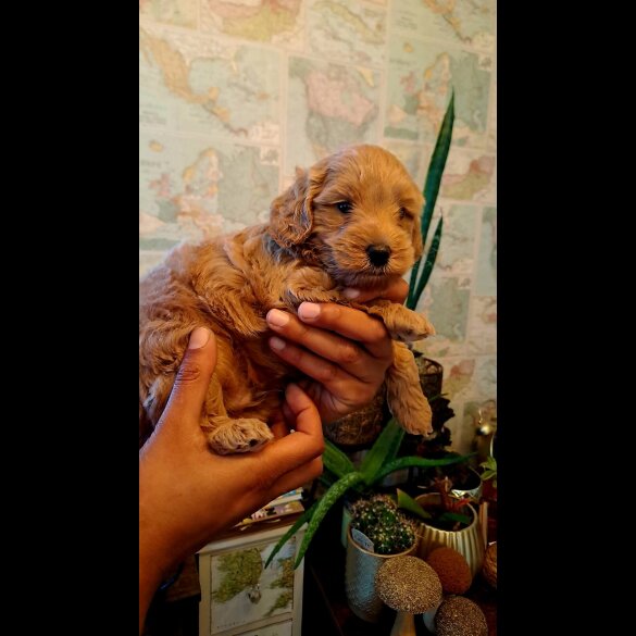 Toy Poodle - Both