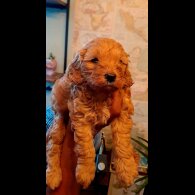 Toy Poodle - Both