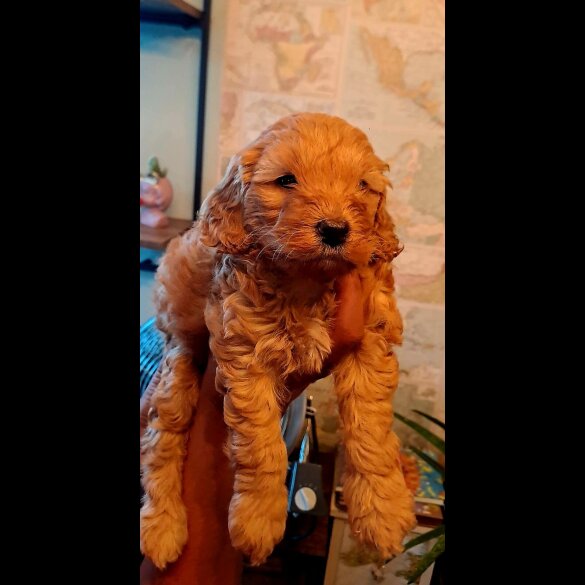Toy Poodle - Both
