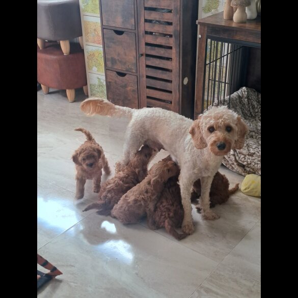 Toy Poodle - Both