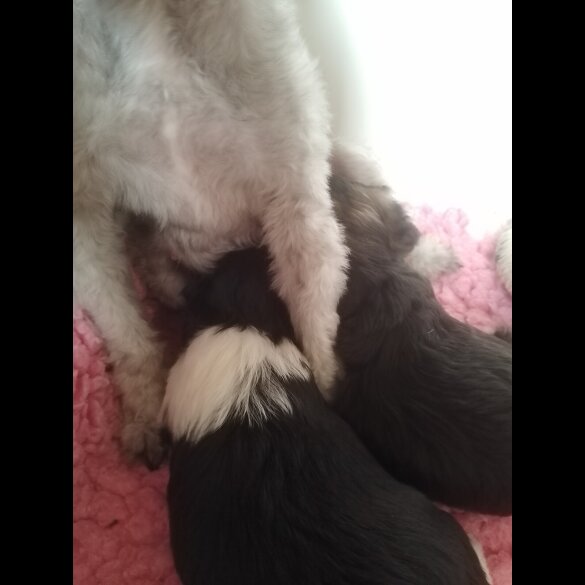 Yorkiepoo - Dogs