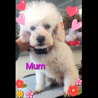 Toy Poodle - Both