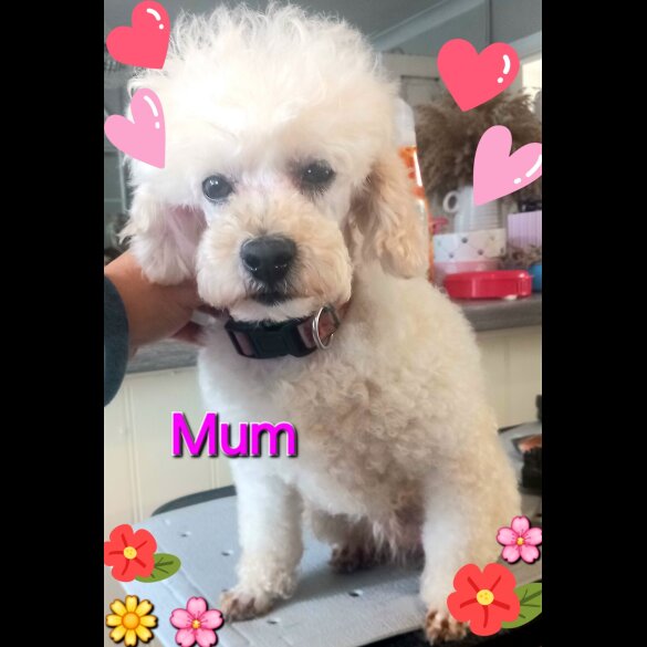 Toy Poodle - Both