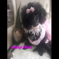 Toy Poodle - Both