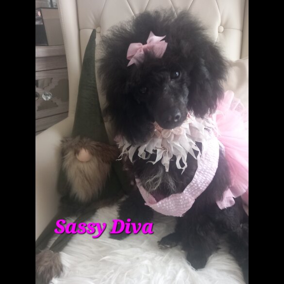 Toy Poodle - Both