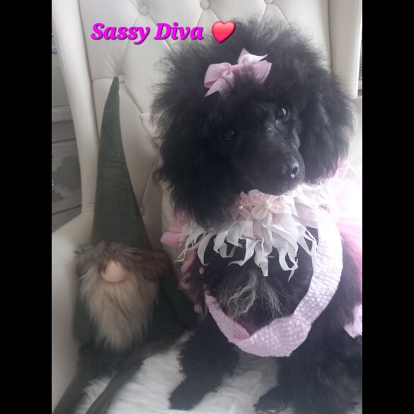 Toy Poodle - Both