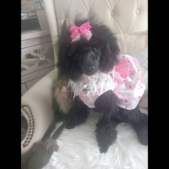 Toy Poodle - Both