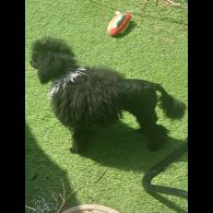 Toy Poodle - Both