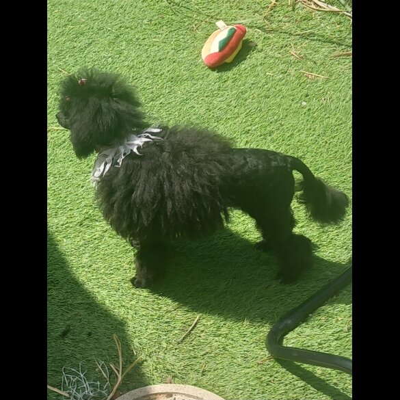 Toy Poodle - Both