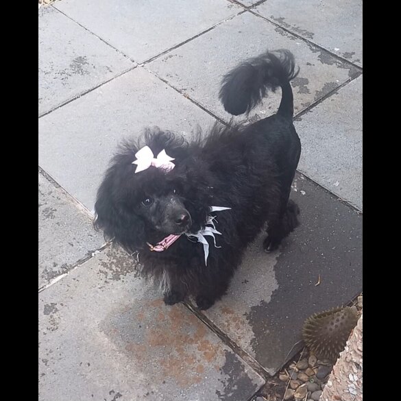 Toy Poodle - Both